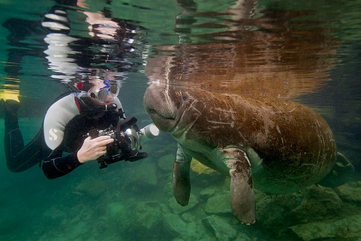 Karibik-Manati Trichechus manatus West Indian Manatee Arbeitsfoto